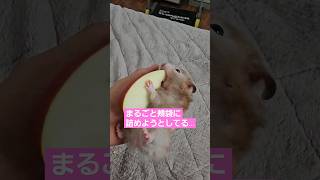 だいﾁｬﾝの日常 ハムスターはむすたーゴールデンハムスターブラックバンデッドパンダ小動物癒やしかわいいハムペットセーブルハムスターロングヘアハムスターだいちゃんひめちゃん [upl. by Schuyler]