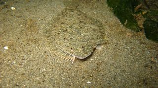 Flatfish hiding in the sand [upl. by Lupita859]