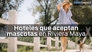 Hoteles que aceptan mascotas en Riviera Maya [upl. by Gerg]