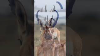 Pronghorn Antelope shorts youtubeshorts [upl. by Gnidleif587]