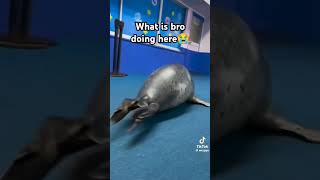 Seal meme [upl. by Jacobo]