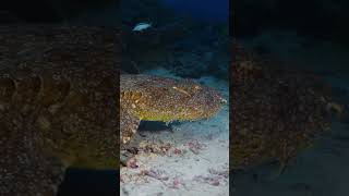 🔥O Wobbegong com borlas Eucrossorhinus dasypogon [upl. by Nosidda]