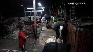 The sheep shearing family flying the Pacific flag in the Deep South [upl. by Abercromby140]