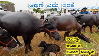 Athani buffalo market  A glimpse into milking buffalo trading [upl. by Fernald]