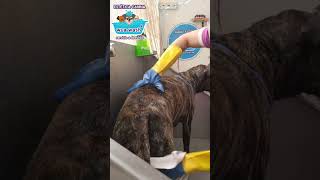 Estética canina WuaWash perrosdivertidos wuawashcanina esteticaanimal doglover dog pets [upl. by Kwan450]