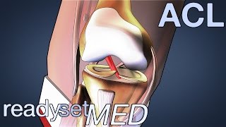 What is the ACL and How Does it Work  ACL Series [upl. by Linoel]