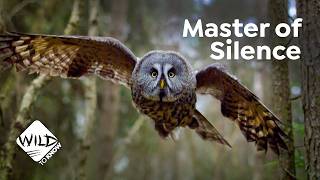 Owls Silent Flight Experiment How Can Owls Hunt in Silence Mode [upl. by Sirdna534]