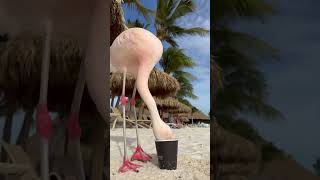 Flamingo Beach  Aruba 2024 [upl. by Reiter]