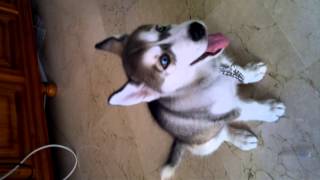 Cachorro de husky aullando [upl. by Fiel]