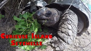 Curieuse Island Seychelles Turtle Marine National Park GoPro [upl. by Neukam715]