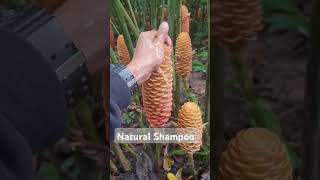 Natural Shampoo nature naturelovers natural shampoo flowers [upl. by Yahc]