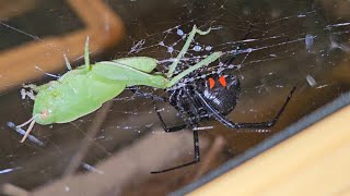 Feeding my quotNorthern Black Widowquot [upl. by Edy]