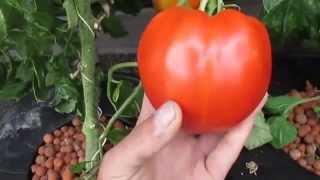 1lb Hydroponic Tomato Deep Water Culture [upl. by Dnalevelc]