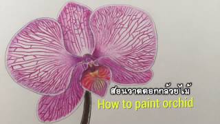 Orchid color pencils วาดดอกกล้วยไม้ [upl. by Saidnac]