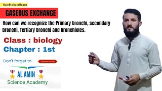 How can we recognize the Primary bronchi secondary bronchi Tertiary bronchi and bronchioles [upl. by Gallenz]