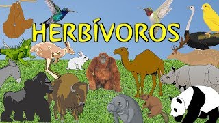 Animales herbívoros para niños [upl. by Nilorac]