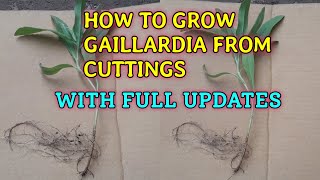 HOW TO GROW GAILLARDIA FROM CUTTINGS WITH FULL UPDATES [upl. by Ninerb]