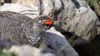 Balzender Alpenschneehahn mit Schneehenne Lagopus muta [upl. by Gerrie]