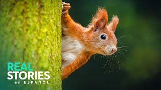 Primavera En Flor El Poder De La Naturaleza  Real Stories En Español [upl. by Julis]