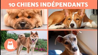 10 RACES de CHIENS qui peuvent RESTER SEULS à la maison 🐶 [upl. by Capp]