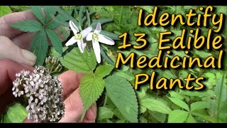 A Video Identification Guide To Edible amp Medicinal Plants  Pt 2 [upl. by Lorene]