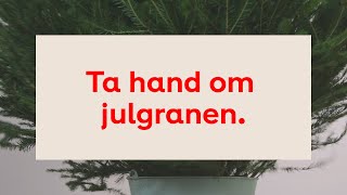 Så tar du hand om julgranen [upl. by Mohamed]