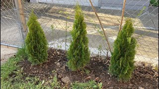 Planting Arborvitae How To [upl. by Pollux157]