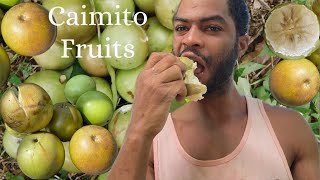 Harvesting Sweet Jamaican Star ApplesHow to eat Star Apple [upl. by Anett25]