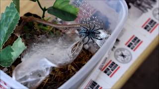 Caribena versicolor HANDLING VogelspinneTarantula Spiderling [upl. by Branden]