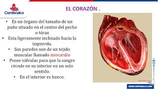 LA CIRCULACIÓN Y EXCRECIÓN EN EL SER HUMANO VIDEO TUTORIAL 5 CIENCIAS NATURALES [upl. by Hgielar]