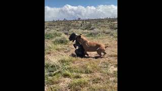 Neapolitan Mastiff VS Cane Corso mastiffsworldwide dog mastiff canecorso neapolitanmastiff [upl. by Gallager]