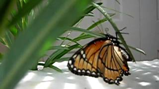 Female Viceroy Lays Eggs [upl. by Aenea]