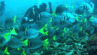 Buceo y Aventura en Galapagos [upl. by Sibell]