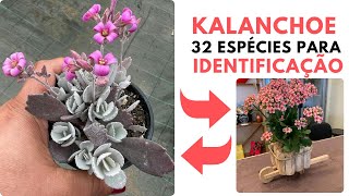 32 ESPÉCIES DE KALANCHOE PARA IDENTIFICAÇÃO [upl. by Busiek]