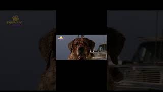 Cujo movie explained in bangla  cujo movie explanation best dog 🐶 scene [upl. by Ludvig]