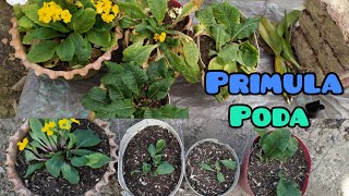 🌺PRIMULAS🌺 Poda✂️ y cambio de sustrato🌱 [upl. by Yatnuhs]