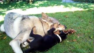 Czech Wolfdog playing with Puppy [upl. by Dualc]