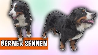 IK WIL EEN BERNER SENNEN  DierenpraatTV [upl. by Aneleh]