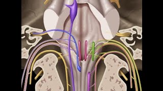 Cranial nerves IX X XI amp XII [upl. by Onitsoga]