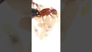 A small colony of Camponotus decipiens antkeeper ants antcolony bugs insects [upl. by Sosanna]