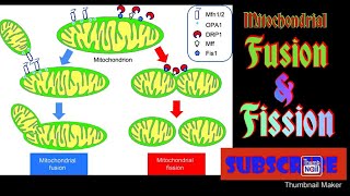 Mitochondrial fusion and fission [upl. by Grete570]