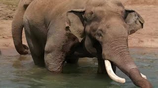 Cincinnati Zoo elephant Sabu to be a father to 2 calves [upl. by Llenet572]