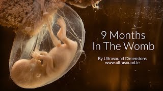 40 Weeks In The Womb by Ultrasound Dimensions [upl. by Sager12]