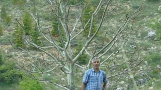 SUSUZGÜBRESİZ CEVİZ YETİŞTİRME TEKNİKLERİ 1BÖLÜMnatural walnut cultivation [upl. by Joline]