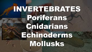 Invertebrates  Poriferans Cnidarians Echinoderms amp Mollusks [upl. by Ennovihs171]