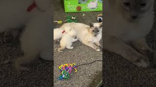 Tonkinese kittens nursing with cats running past cuteanimal kitten pets [upl. by Wenona434]