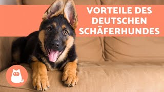 VORTEILE DEUTSCHER SCHÄFERHUNDE 🐕❤️ die 6 wichtigsten Gründe für eine Adoption [upl. by Enylecoj]