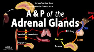 Anatomy and Physiology of the Adrenal Glands Animation [upl. by Jeaz118]