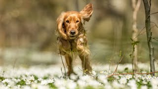 How to Stop Excessive Barking in Cocker Spaniels [upl. by Atsilac]