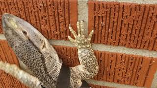 Giant Monitor Lizard Climbs UP Brick Wall  Black Throated Monitor [upl. by Anselme]